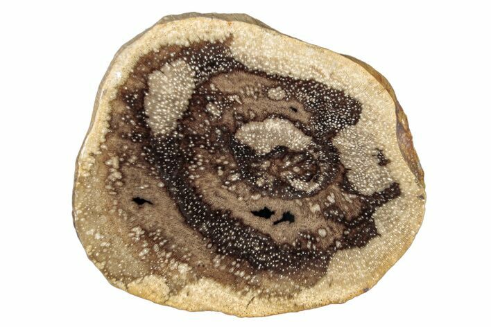 Polished Petrified Wood Slice - McDermitt, Oregon #252980